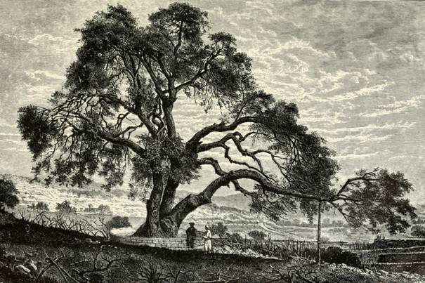 Abram Moved His Tent by the Terebinth Trees (Genesis 13:14-18)  Charles E.  McCracken Ministries