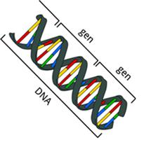 https://www.startpage.com/av/proxy-image?piurl=https%3A%2F%2Fi0.wp.com%2Frad-blog.com%2Fwp-content%2Fuploads%2F2018%2F03%2Fgenen-en-dna.png%3Ffit%3D316%252C290%26ssl%3D1&sp=1655320920Tb678573c7957e326b8365cb9266c2e334418f93a0827ddf478cf768c8bc8c77d