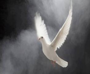 Afbeelding kan het volgende bevatten: vogel, lucht en buiten