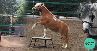 Manege Barelhof - Mange |  RouteYou