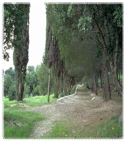 Olijfberg pathway