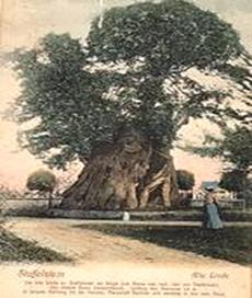 Staffelsteiner Linde