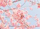 https://cdn.pixabay.com/photo/2016/02/27/06/43/cherry-tree-1225186__180.jpg