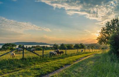 Bodensee, Schafweide, Schafe, Blau, Weiden, Grasen