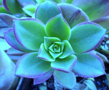 lotus leaf groen