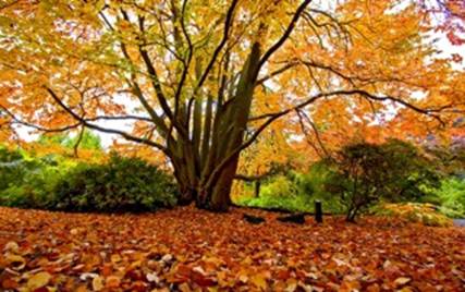 herfst